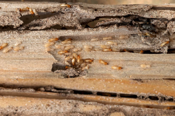 Best Wasp Removal Services  in Dillon, SC